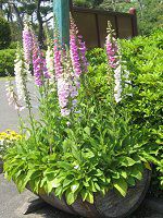 �W�M�^���X6�iDigitalis�j