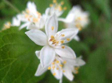 �}���o�E�c�M3(�ۗt���)