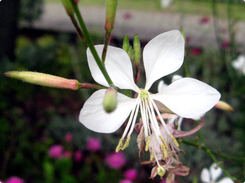 �K�E��(Gaura)