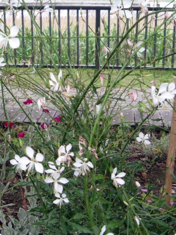 �K�E��(Gaura)