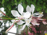 �K�E��35(Gaura)