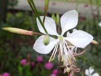 �K�E��36(Gaura)