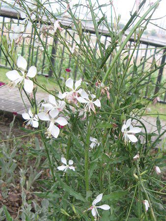 �K�E��36(Gaura)