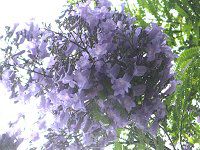 �W���J�����_1(Jacaranda)