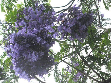�W���J�����_10(Jacaranda)