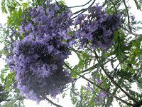 �V���J�����_�iJacaranda�j