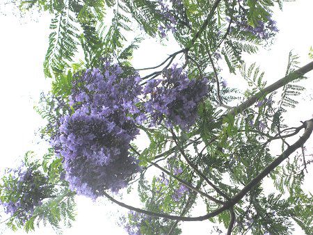 �V���J�����_�iJacaranda�j