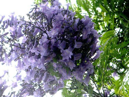 �W���J�����_1(Jacaranda)