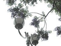 �W���J�����_1(Jacaranda)