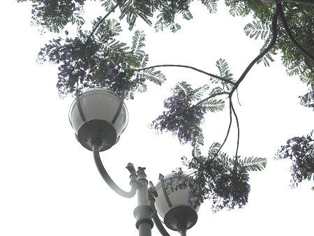 �W���J�����_2(Jacaranda)