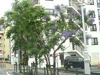 �W���J�����_3(Jacaranda)