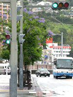 �W���J�����_1(Jacaranda)