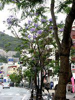 �W���J�����_5(Jacaranda)