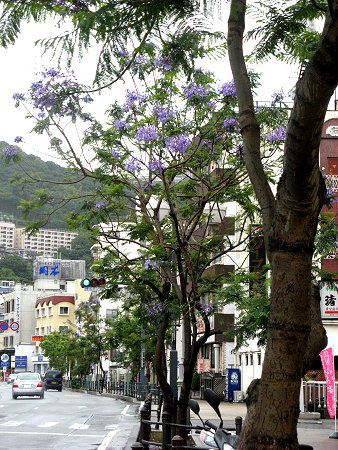 �W���J�����_5(Jacaranda)