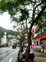 �W���J�����_7(Jacaranda)