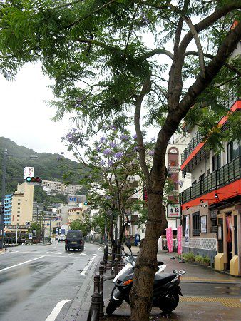 �W���J�����_6(Jacaranda)
