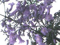 �W���J�����_7(Jacaranda)