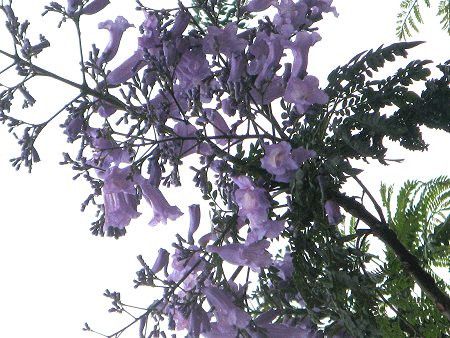 �W���J�����_7(Jacaranda)