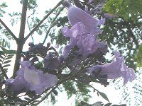 �W���J�����_8(Jacaranda)