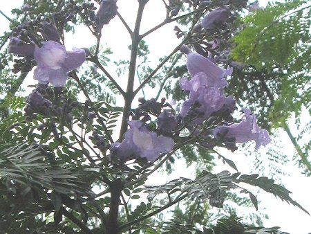 �W���J�����_8(Jacaranda)