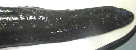 �E�c�{41