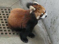 �V�Z�����b�T�[�p���_ �l��Lesser panda�j