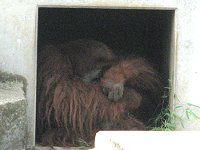 �X�}�g���E�I���E�[�^���iSumatran orangutan�j