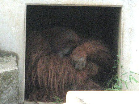 �X�}�g���E�I���E�[�^���iSumatran orangutan�j