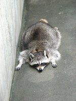 �A���C�O�}�i���F�A��F�j67