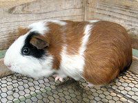 �������b�g Marmot�j