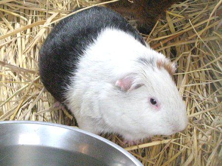 �������b�g�iMarmot�j