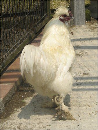 �E�R�b�P�C�i�G���{�j12