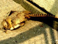�L���P�C���i���{�j16