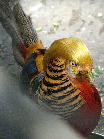 �L���P�C���i���{�j17