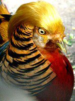�L���P�C