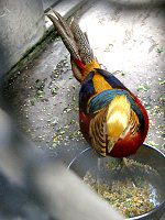 �L���P�C���i���{�j20