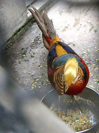 �L���P�C���i���{�j20