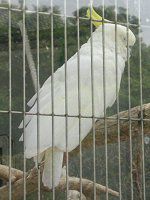 �I�[�X�g�����A�L�o�^��(���Y���b�U�j