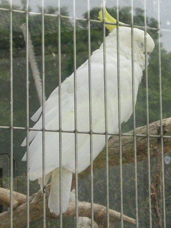 �I�[�X�g�����A�L�o�^��(���Y���b�U�j