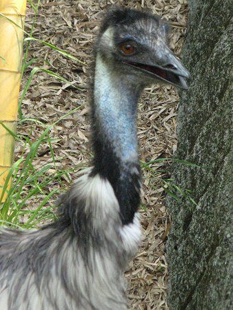 �G�~���[�iEmu�j