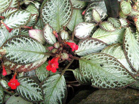 �G�s�X�L�A��N�v���A�^ '�A�J�W���E'�iEpiscia cupreata 'Acajou'�j