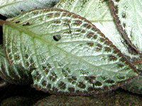�G�s�X�L�A�iEpiscia�j