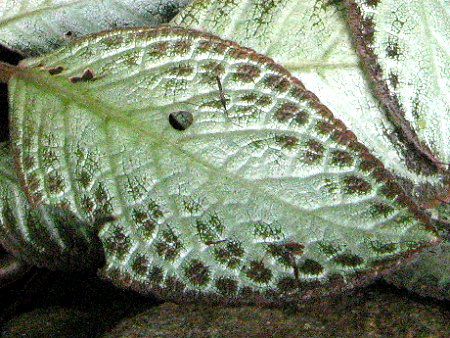 �G�s�X�L�A�iEpiscia�j