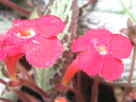 �G�s�X�L�A�iEpiscia�j