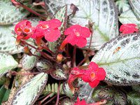 �G�s�X�L�A�iEpiscia�j