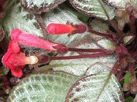 �G�s�X�L�A�iEpiscia�j