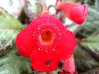 �G�s�X�L�A�iEpiscia�j