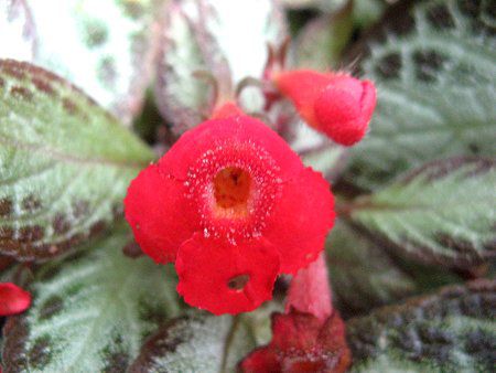 �G�s�X�L�A�iEpiscia�j
