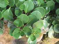 �y�y���~�A(Peperomia)