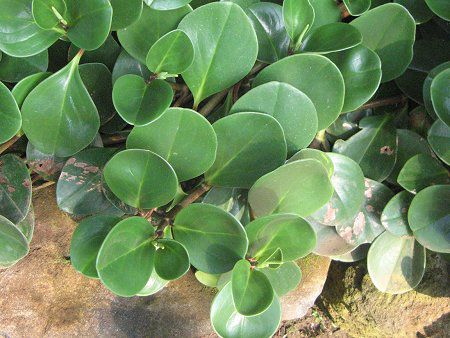 �y�y���~�A(Peperomia)